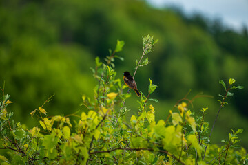 Baltimore Oriole On A Branch