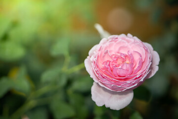 Roses in the garden