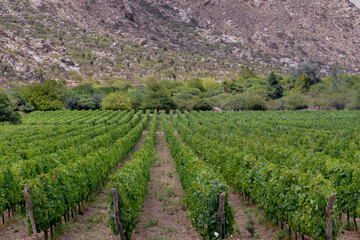 Fototapeta na wymiar Vineyard cultivation in the province of Salta, Republica Argentina