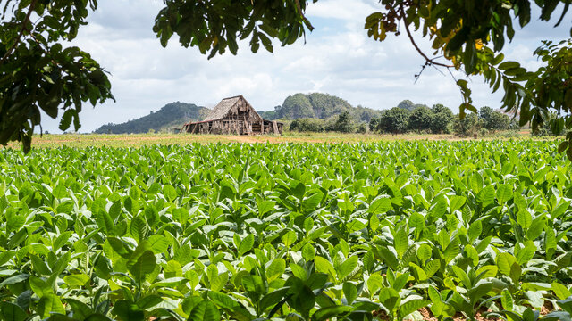 plantaci&oacute;n de tabaco en el valle de vi&ntilde;ales cuba