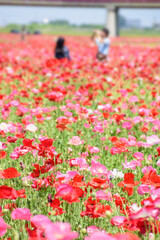 ポピー畑