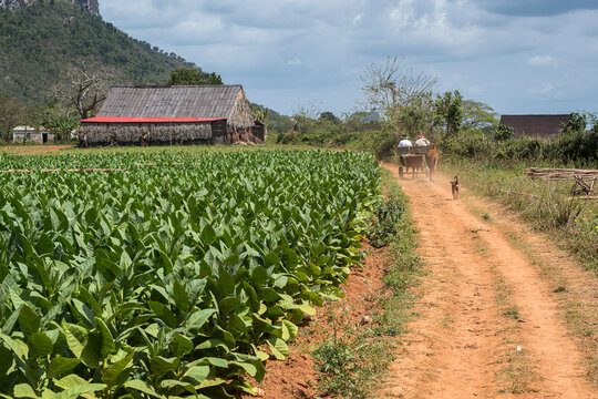 plantaci&oacute;n de tabaco en el valle de vi&ntilde;ales cuba