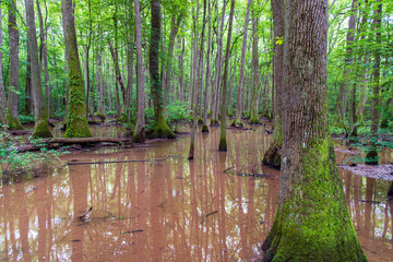 trees in the swamp