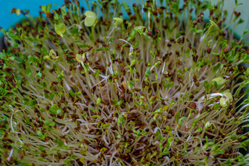 Fresh sprouts of germinated seeds closeup. Seeds of red cabbage, lettuce, dill for germination and addition to food. Top view