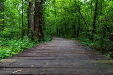 boardwalk in the forest