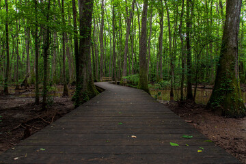 boardwalk trough the swamp