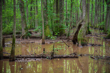 trees in a swamp