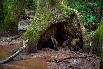 Fototapeta na wymiar roots of a tree in a swamp