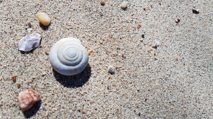 seashell on the beach