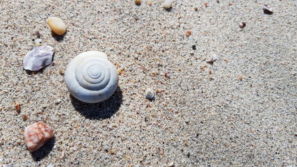shell on the sand