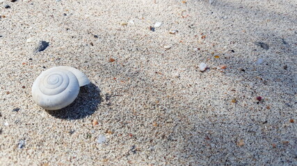 seashell on the beach