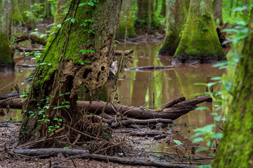 Fototapeta na wymiar swamp land