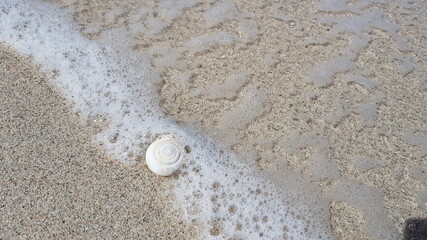 shell on the beach