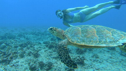Obraz na płótnie Canvas UNDERWATER: Female snorkeler swims along beautiful turtle exploring coral reef