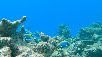 Naklejka na ściany i meble UNDERWATER: Bright summer sun shines on exotic species of fish near a coral reef