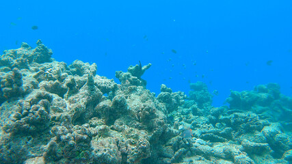 UNDERWATER: Sad view of diving along a bleached exotic coral reef. - obrazy, fototapety, plakaty