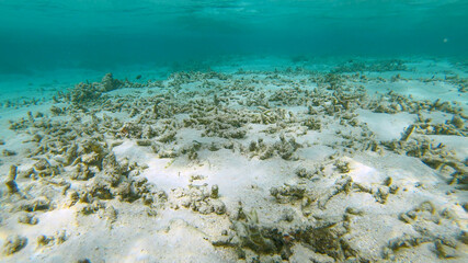 CLOSE UP: Reef near the island of Himmafushi is destroyed by climate change.