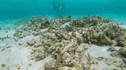 UNDERWATER: Unrecognizable female diver explores the coral reef graveyard.