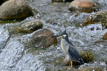 風に吹かれながらじっと魚を待つササゴイ