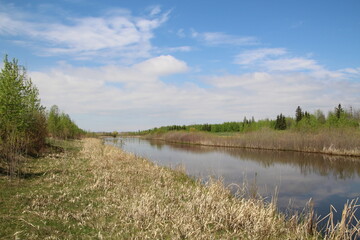 Fototapeta na wymiar Green Along The Wetland, Pylypow Wetlands, Edmonton, Alberta