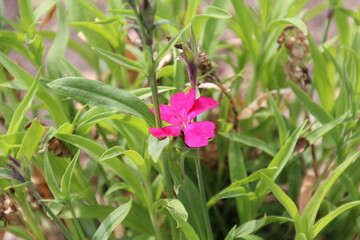 Bloom Along The Green, Alexander Circle, Edmonton, Alberta