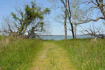 Hiking trail through a field leading to a Chesapeake Bay Beach at Dameron Marsh Natural Preseve. 