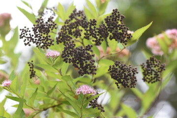 Japanese spirea / rosaceae deciduous shrub