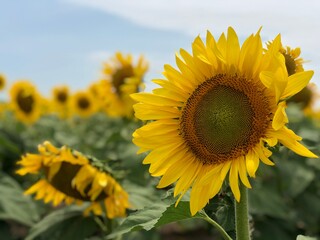 Fototapeta premium sunflower in the field