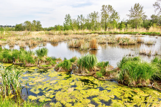 Wetland Marsh at Dale Hodges Park in Calgary, Alberta, Canada