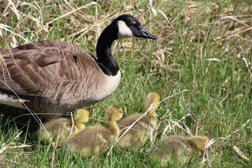Mothers With Goslings, Pylypow Wetlands, Edmonton, Alberta