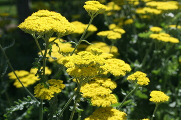 Yellow Flowers in Bloom 2020 I