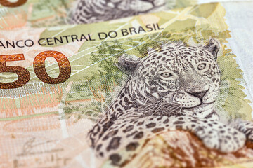 detail of a fifty reais banknote, Brazilian jaguar stamped on a Brazilian banknote of 50 reais.