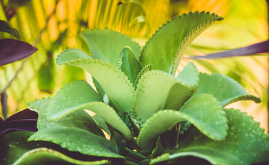 Obraz premium Closeup of a beautiful succulent