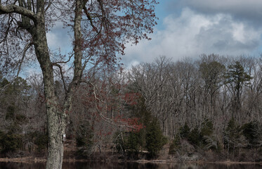 Early spring blooms along a lake in Wharton State Forest