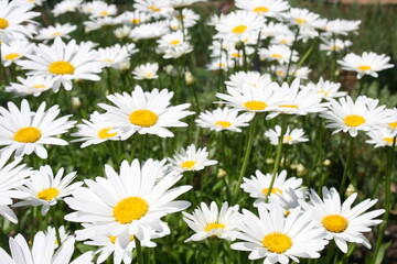 White Petal Daisies 2020 III 