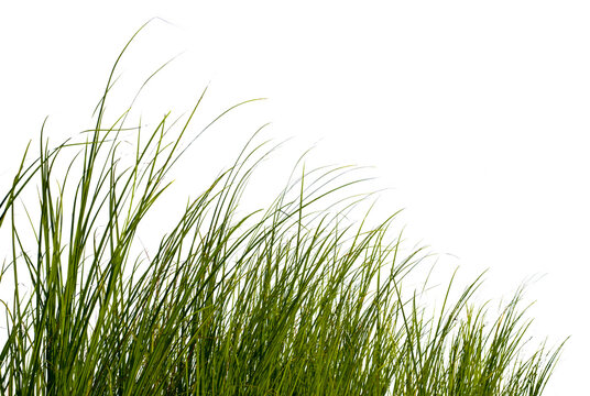 Green grass isolated on white with clipping path for object design