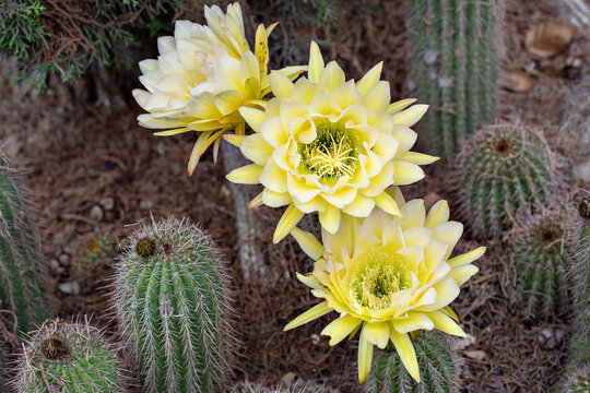 Close up view of big yellow flowers of cactus Echinopsis Aurea. Daylight, outdoor, close up. Botanic garden. Big Cactus Flower. Arizona cactus garden. Cover for notebook, book, album.