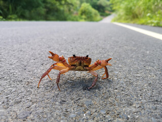 A fresh water crab thai walked through on the country road