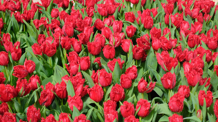 A field of red tulips, tulip background, selective focus.