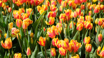 Close up of blooming flowerbeds of amazing orange tulips during spring, tulip background.
