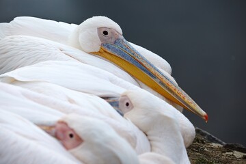 Pelicans relaxing in a group