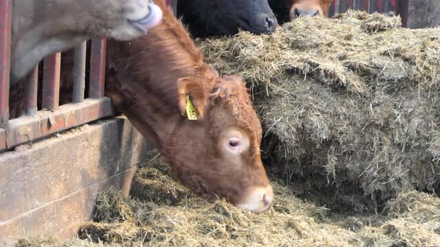Cattle eating silage grass through a gate in a shed at a farm 