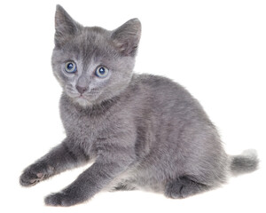 Small gray kitten playing isolated