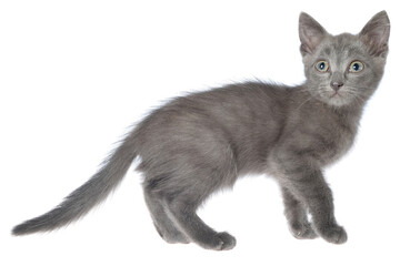 Small kitten playing isolated