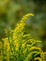Beautiful yellow goldenrod flowers.