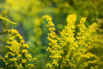 Beautiful yellow goldenrod flowers.