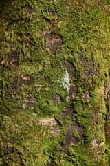 Thick tree trunk close up, some moss growing