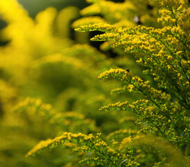 Beautiful yellow goldenrod flowers.