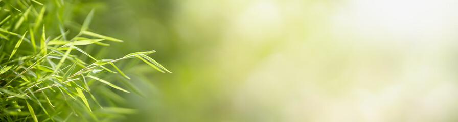 Closeup beautiful attractive nature view of green grass leaf on blurred greenery background in garden with copy space using as background natural green plants landscape, ecology, fresh cover concept.