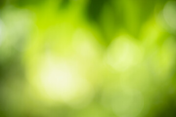 Abstract blurred out of focus and blurred green leaf background under sunlight with bokeh and copy space using as background natural plants landscape, ecology wallpaper concept.